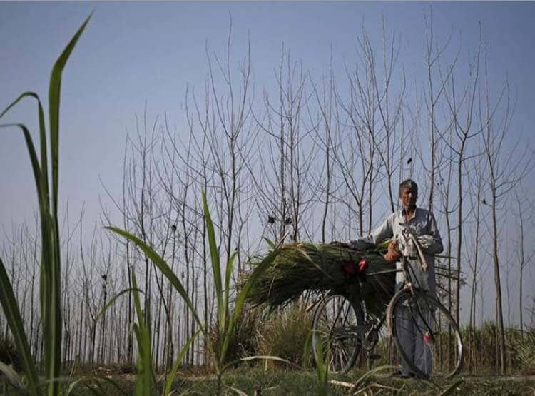 दिल्ली में बिकेगा बिहार का टमाटर, सरकार चलाने जा रही है खास रेल