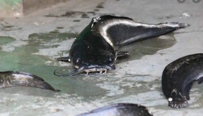 अगर खाते हैं ये मछली तो हो जाएं सावधान, जा सकती है जान