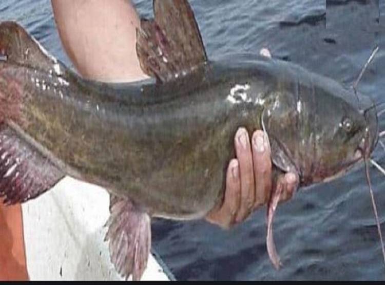 अगर खाते हैं ये मछली तो हो जाएं सावधान, जा सकती है जान