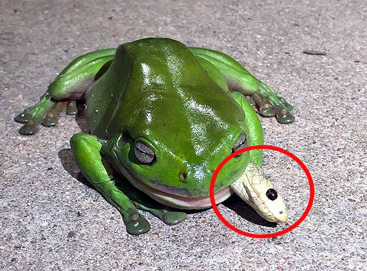 मेंढक चबा गया दुनिया का सबसे जहरीला सांप, तस्वीरें देख हो जाएंगे दंग