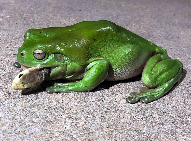 मेंढक चबा गया दुनिया का सबसे जहरीला सांप, तस्वीरें देख हो जाएंगे दंग