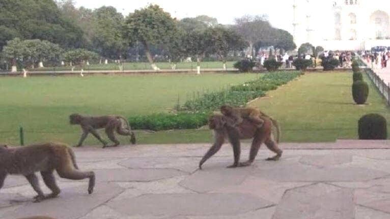 ट्रंप की सुरक्षा में लंगूरों की तैनाती, कैसे सुरक्षा करेगा ये जानवर