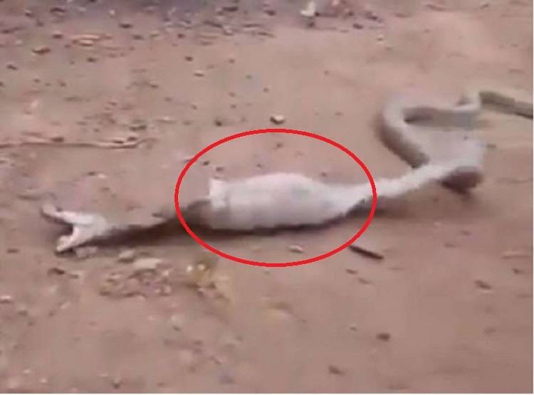 शिकार समझ कर कोबरा ने निगल ली बोतल, पड़े जान के लाले