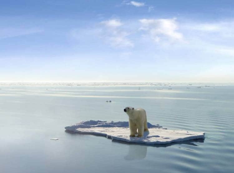ग्लोबल वॉर्मिंग के भयानक परिणाम, अपने ही बच्चों को खा रहे पोलर बियर