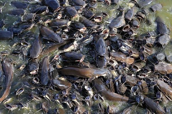 अगर खाते हैं ये मछली तो हो जाएं सावधान, जा सकती है जान