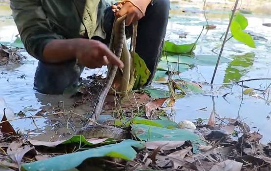 सांप के बिल में डाला कोल्डड्रिंक, निकले इतने सांप कि देखकर चौंक जाएंगे