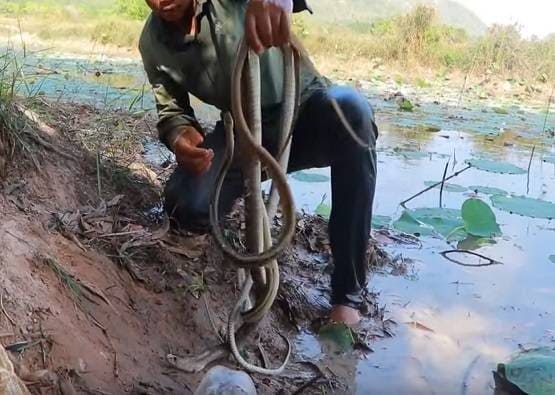 सूखी जमीन में डाले देसी अंडे, फिर निकली इतनी मछलियां कि सब हैरान