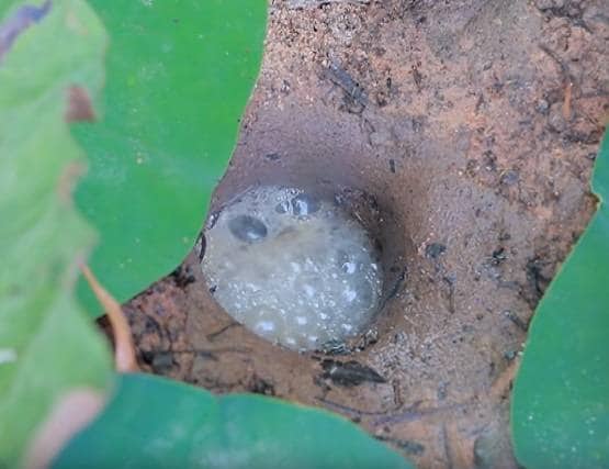 सांप के बिल में डाला कोल्डड्रिंक, निकले इतने सांप कि देखकर चौंक जाएंगे