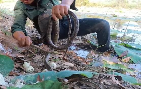 सांप के बिल में डाला कोल्डड्रिंक, निकले इतने सांप कि देखकर चौंक जाएंगे