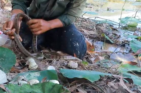 सांप के बिल में डाला कोल्डड्रिंक, निकले इतने सांप कि देखकर चौंक जाएंगे