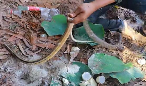 सांप के बिल में डाला कोल्डड्रिंक, निकले इतने सांप कि देखकर चौंक जाएंगे