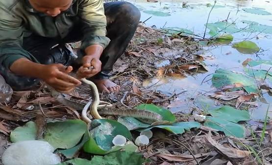 सांप के बिल में डाला कोल्डड्रिंक, निकले इतने सांप कि देखकर चौंक जाएंगे