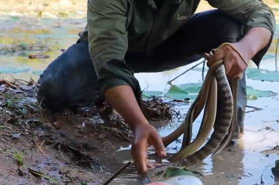 सांप के बिल में डाला कोल्डड्रिंक, निकले इतने सांप कि देखकर चौंक जाएंगे