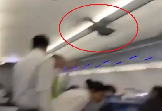 उड़ान से पहले फ्लाइट में घुसा कबूतर, फिर मच गई अफरातफरी