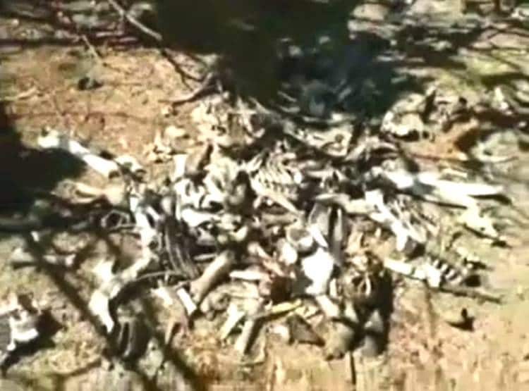 पेड़ों पर लटकी मिलीं मवेशियों की सैकड़ों हड्डियां, राज खुला तो मच गया बवाल