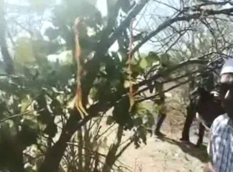 पेड़ों पर लटकी मिलीं मवेशियों की सैकड़ों हड्डियां, राज खुला तो मच गया बवाल