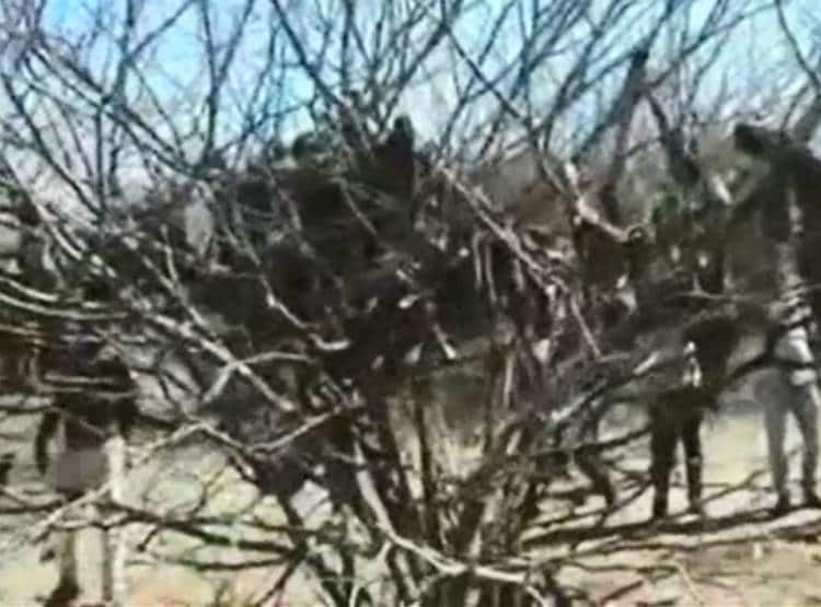 पेड़ों पर लटकी मिलीं मवेशियों की सैकड़ों हड्डियां, राज खुला तो मच गया बवाल