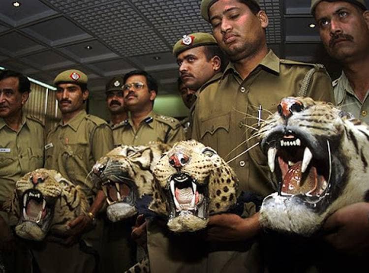 झारखंड: बाघों को बचाने का फरमान, शिकारियों को गोली मारने के आदेश