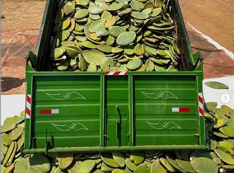 कैक्टस से बना दिया चमड़ा, खाल के लिए नहीं मारे जाएंगे मासूम जानवर