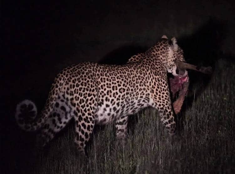 मगरमच्छ के जबड़े से मांस का टुकड़ा छीनकर भागा तेंदुआ, Video वायरल