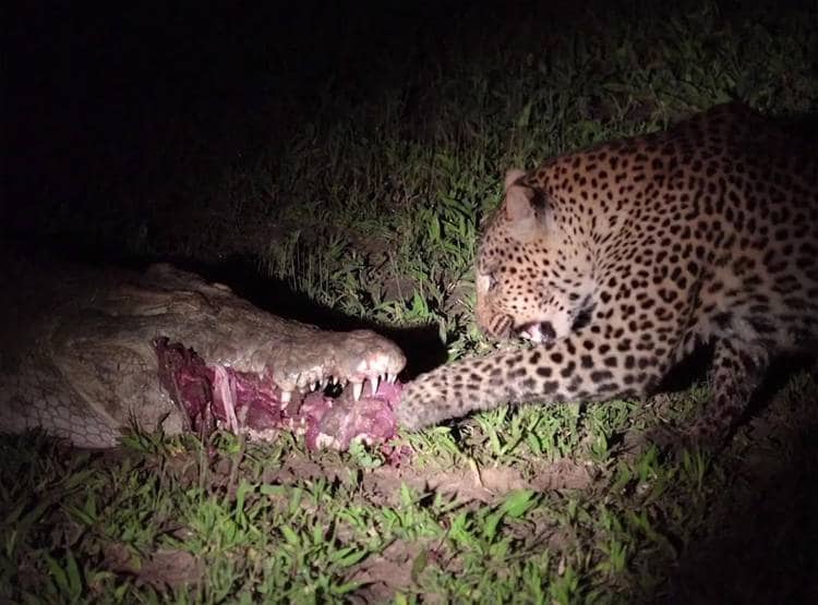 मगरमच्छ के जबड़े से मांस का टुकड़ा छीनकर भागा तेंदुआ, Video वायरल