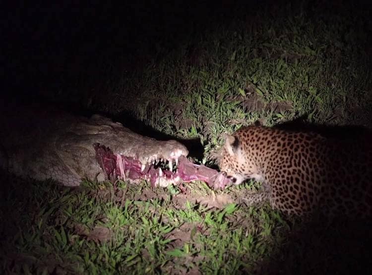 मगरमच्छ के जबड़े से मांस का टुकड़ा छीनकर भागा तेंदुआ, Video वायरल