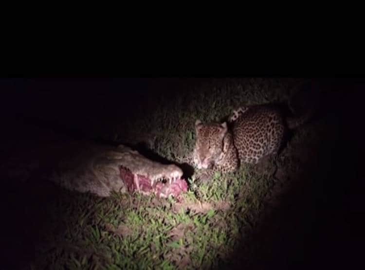 मगरमच्छ के जबड़े से मांस का टुकड़ा छीनकर भागा तेंदुआ, Video वायरल