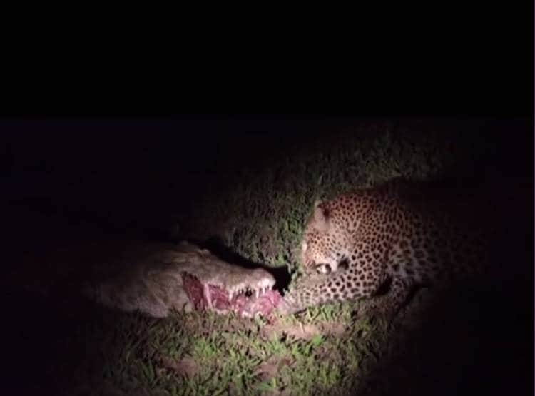 मगरमच्छ के जबड़े से मांस का टुकड़ा छीनकर भागा तेंदुआ, Video वायरल