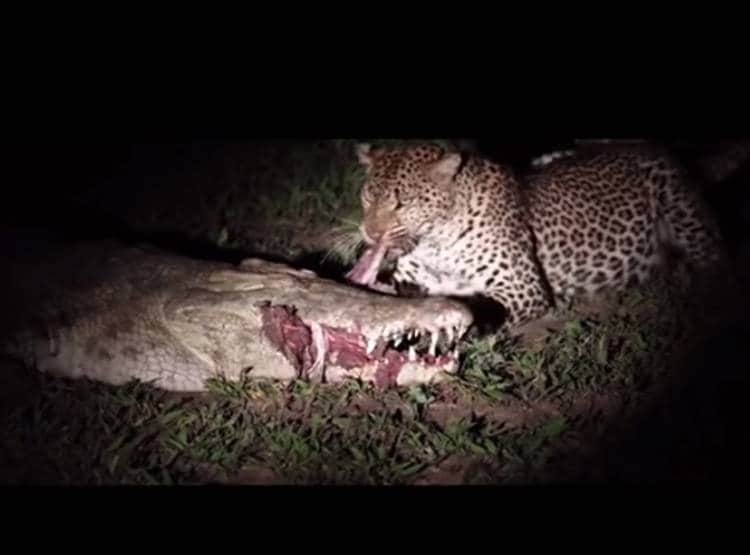 मगरमच्छ के जबड़े से मांस का टुकड़ा छीनकर भागा तेंदुआ, Video वायरल