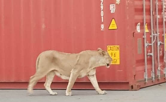 जब जंगल से निकलकर बंदरगाह देखने पहुंच गई शेर की पूरी फैमिली!