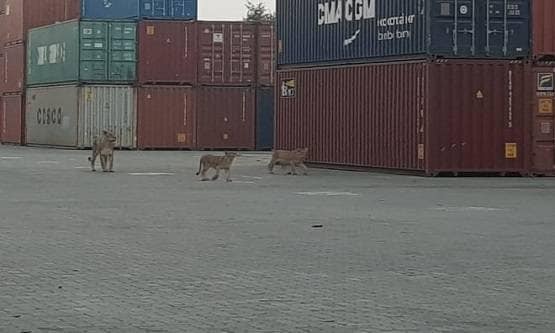 जब जंगल से निकलकर बंदरगाह देखने पहुंच गई शेर की पूरी फैमिली!