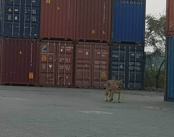 जब जंगल से निकलकर बंदरगाह देखने पहुंच गई शेर की पूरी फैमिली!