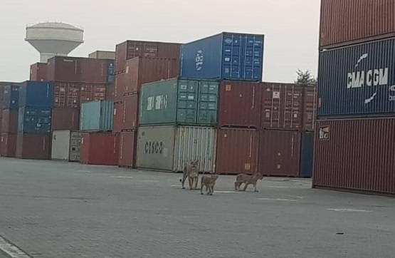 जब जंगल से निकलकर बंदरगाह देखने पहुंच गई शेर की पूरी फैमिली!