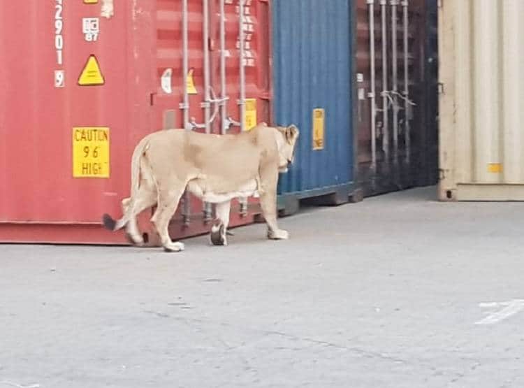 जब जंगल से निकलकर बंदरगाह देखने पहुंच गई शेर की पूरी फैमिली!