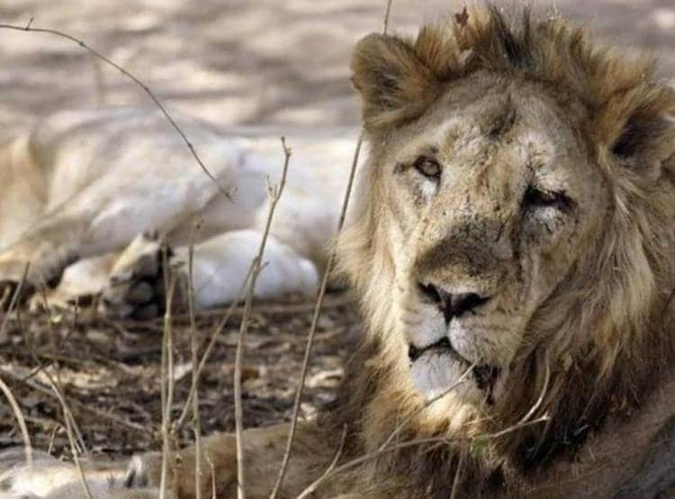 घास काटने शेर के बाड़े में घुसा, फिर जो हुआ देखकर लोगों की रुह कांप गई