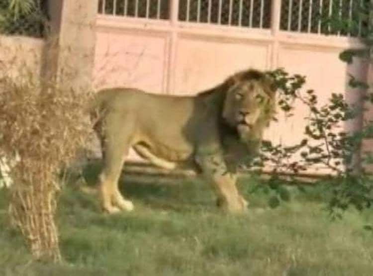 घास काटने शेर के बाड़े में घुसा, फिर जो हुआ देखकर लोगों की रुह कांप गई