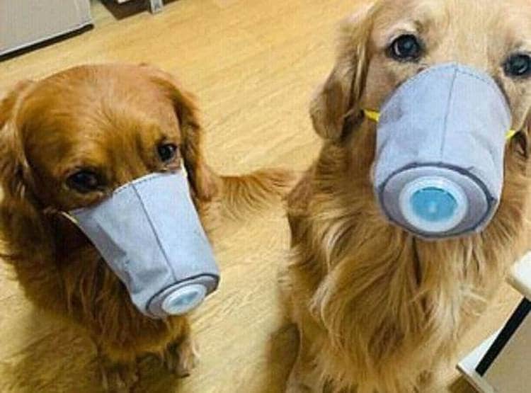 चीन में मास्क लगाकर कुत्ते-बिल्ली घुमा रहे हैं लोग, तस्वीरें वायरल