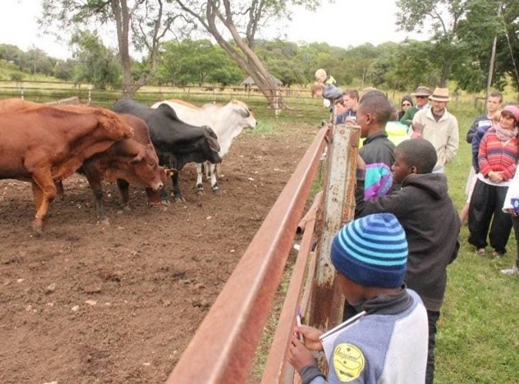 गाय ने दो मुंह के बछड़े को दिया जन्म, देखने उमड़ी लोगों की भीड़