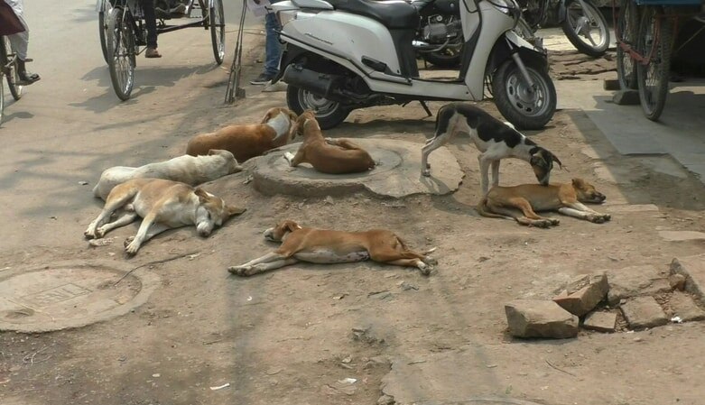 वाराणसी नगर निगम का फरमान, कुत्तों को भी मिलेगा अपना आई कार्ड