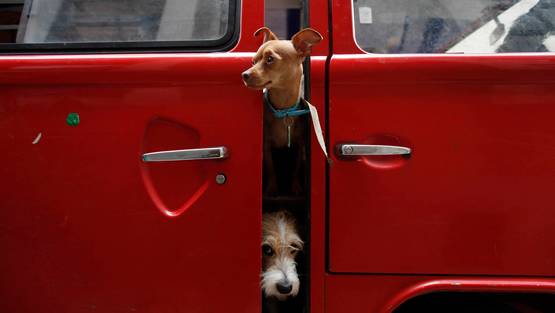 12,000 KM दूर से आकर गंगा में विसर्जित की कुत्ते की अस्थियां
