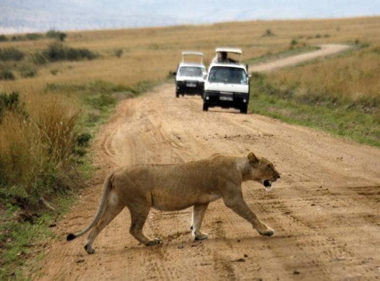 घास काटने शेर के बाड़े में घुसा, फिर जो हुआ देखकर लोगों की रुह कांप गई