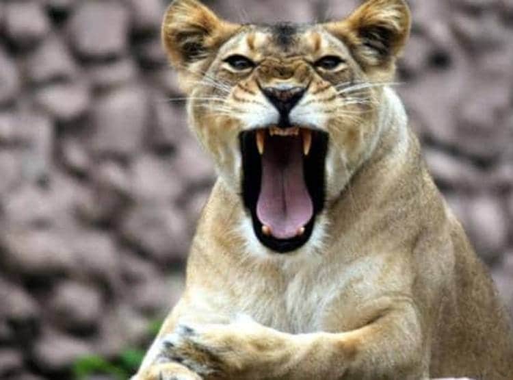 घास काटने शेर के बाड़े में घुसा, फिर जो हुआ देखकर लोगों की रुह कांप गई