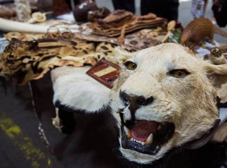 झारखंड: बाघों को बचाने का फरमान, शिकारियों को गोली मारने के आदेश