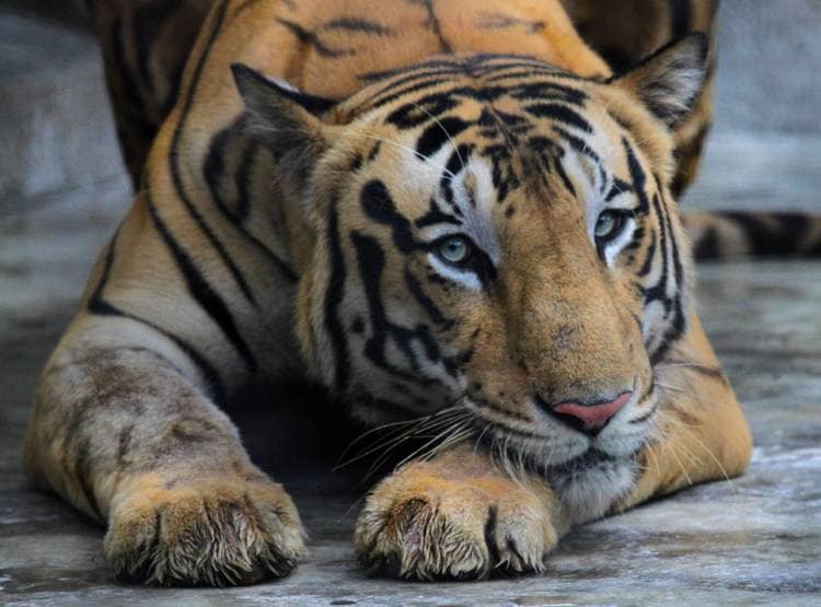 झारखंड: बाघों को बचाने का फरमान, शिकारियों को गोली मारने के आदेश