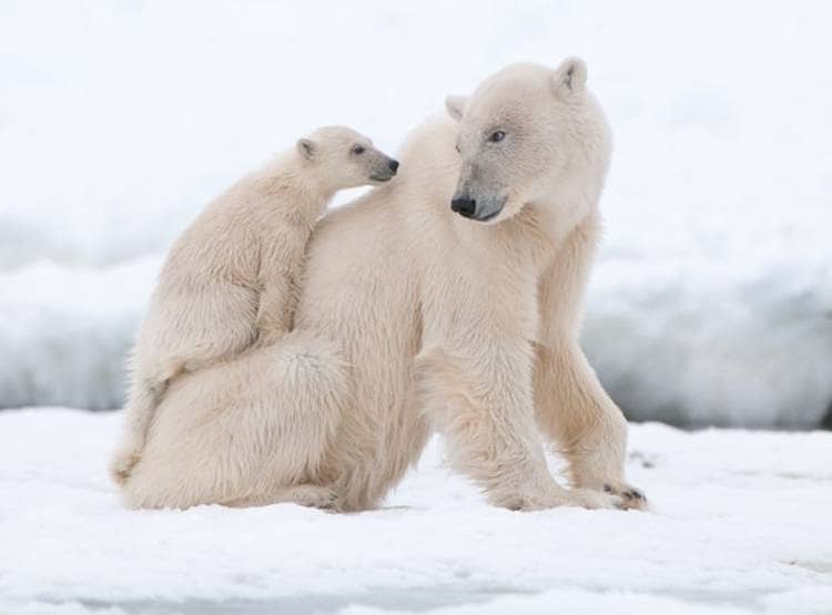 ग्लोबल वॉर्मिंग के भयानक परिणाम, अपने ही बच्चों को खा रहे पोलर बियर