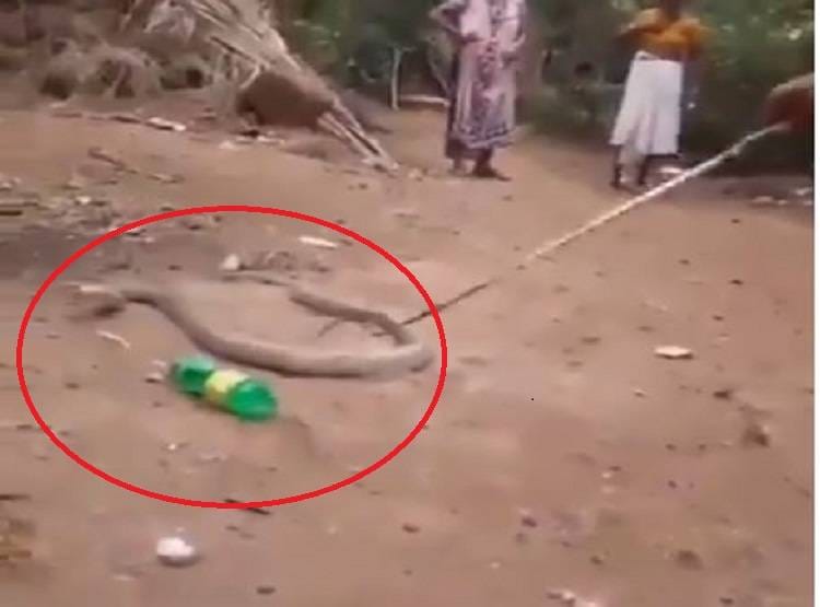 शिकार समझ कर कोबरा ने निगल ली बोतल, पड़े जान के लाले