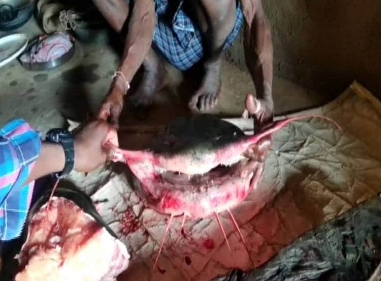 इस नदी से निकलती है विशालकाय 'शार्क', पानी के बाहर भी कई घंटे रहती है जिंदा