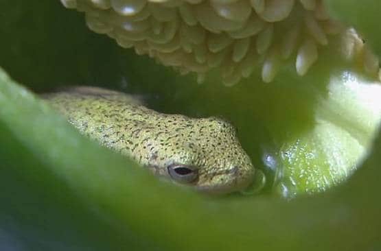 बाजार से शिमला मिर्च खरीदकर लाया कपल, जैसे ही काटा ये जीव