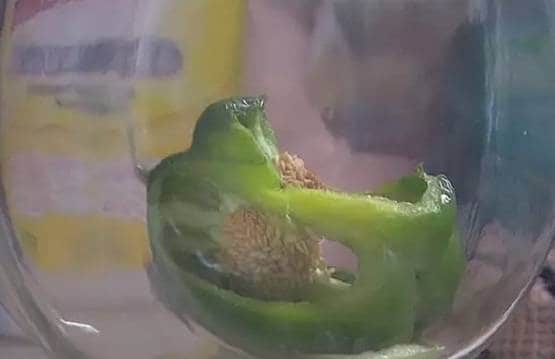 बाजार से शिमला मिर्च खरीदकर लाया कपल, जैसे ही काटा ये जीव