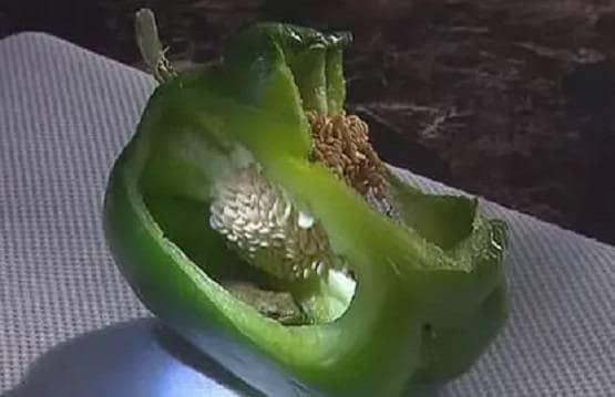 बाजार से शिमला मिर्च खरीदकर लाया कपल, जैसे ही काटा ये जीव